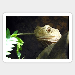 Tuatara Sticker